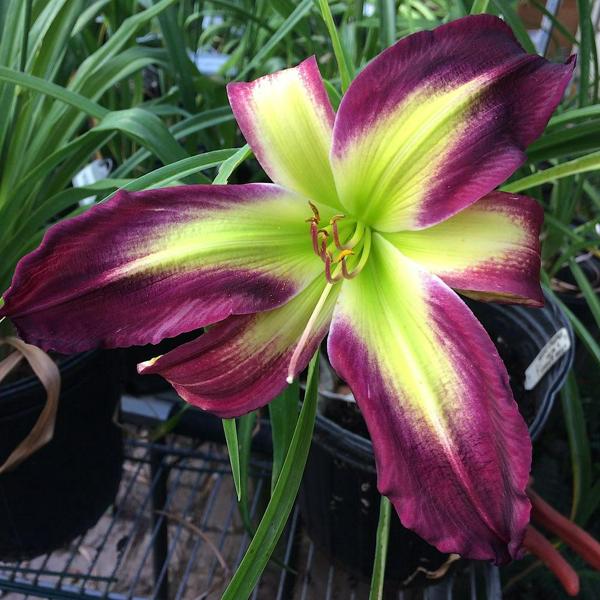 Darkly Bright